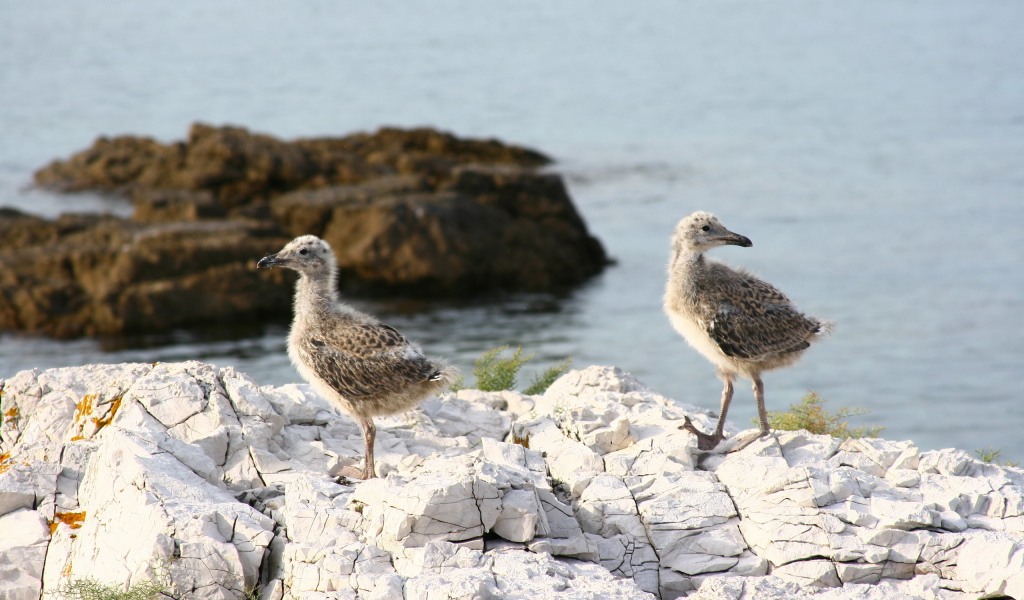 птенцы Чайки