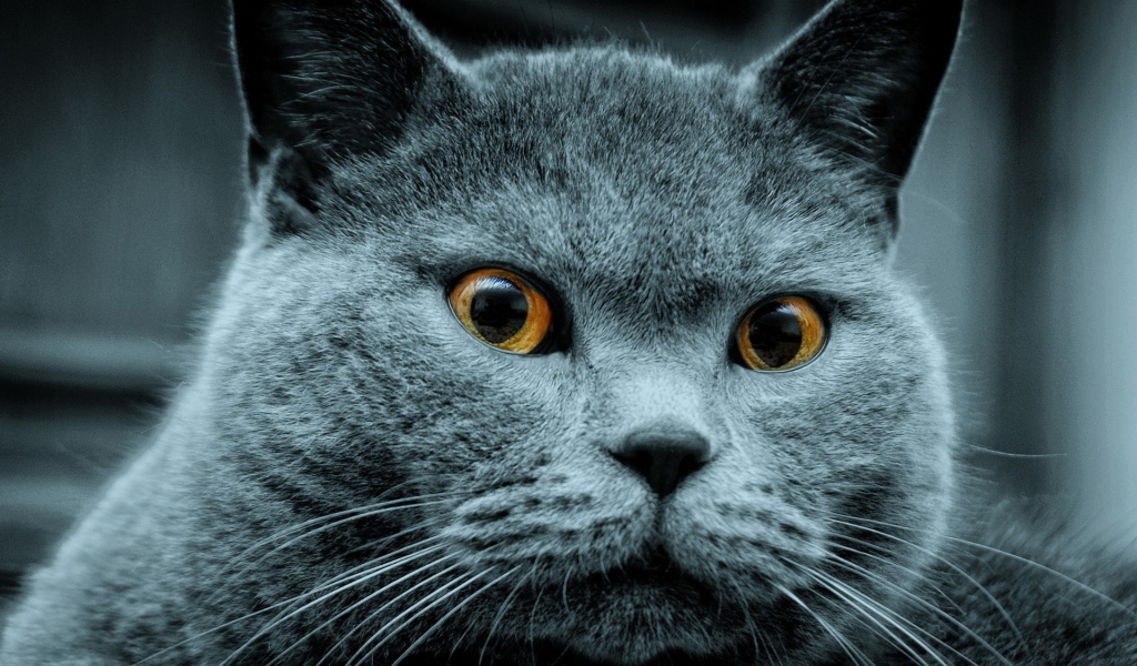 Красавец кот