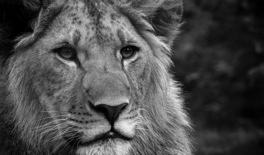 Черно-белый лев