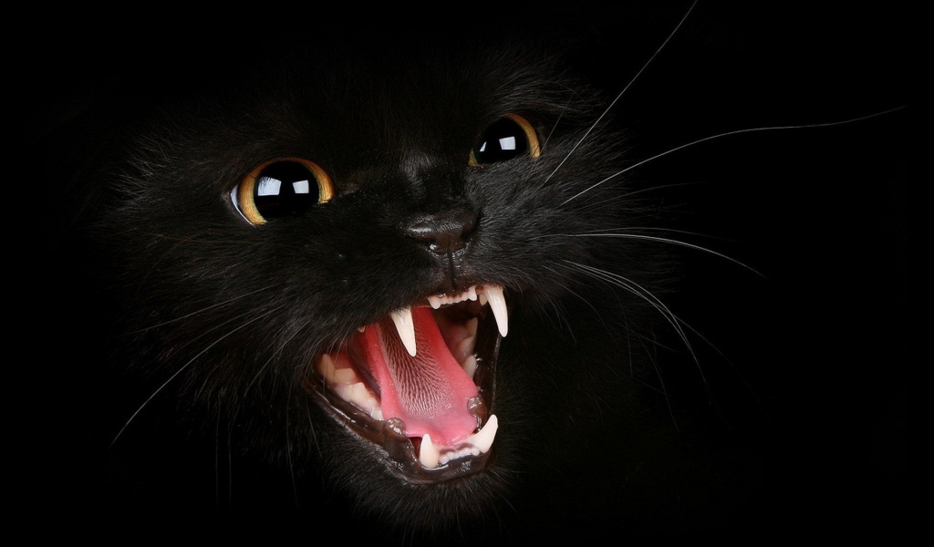 Черный котенок