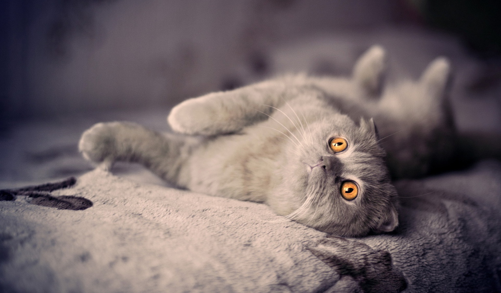 Британский вислоухий кот