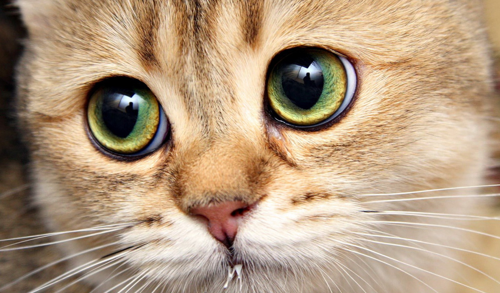 Кошачья морда