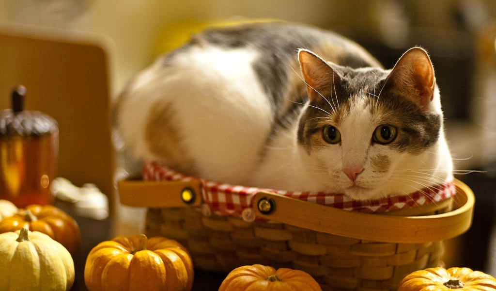 Кошка и корзинка