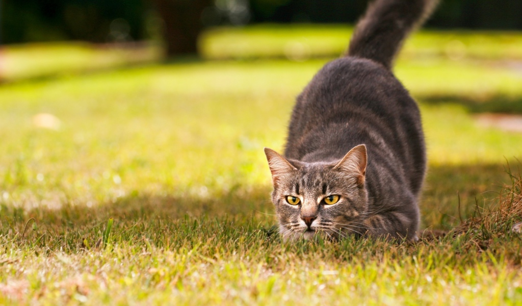 Кот на охоте