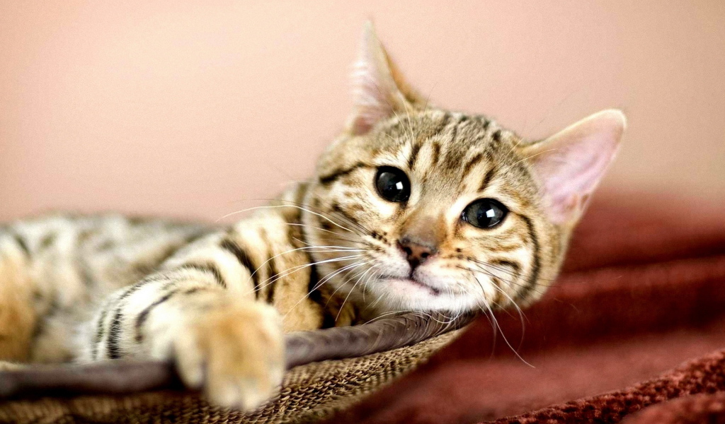 Кошка в корзине