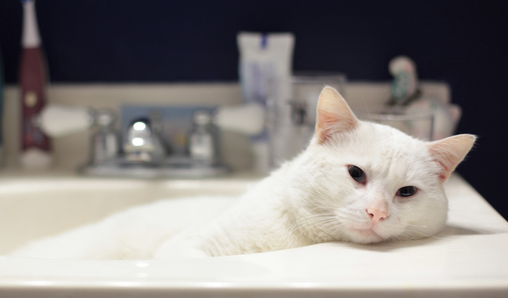 Кот в ванной