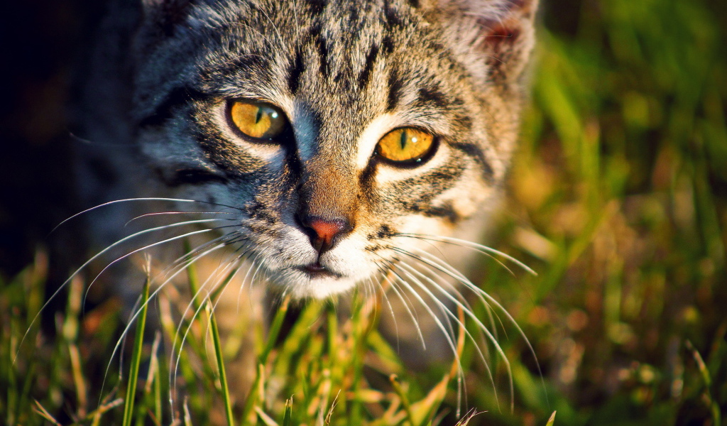 Кошка в траве