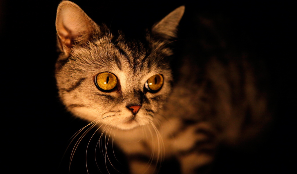 Кошка в ночи