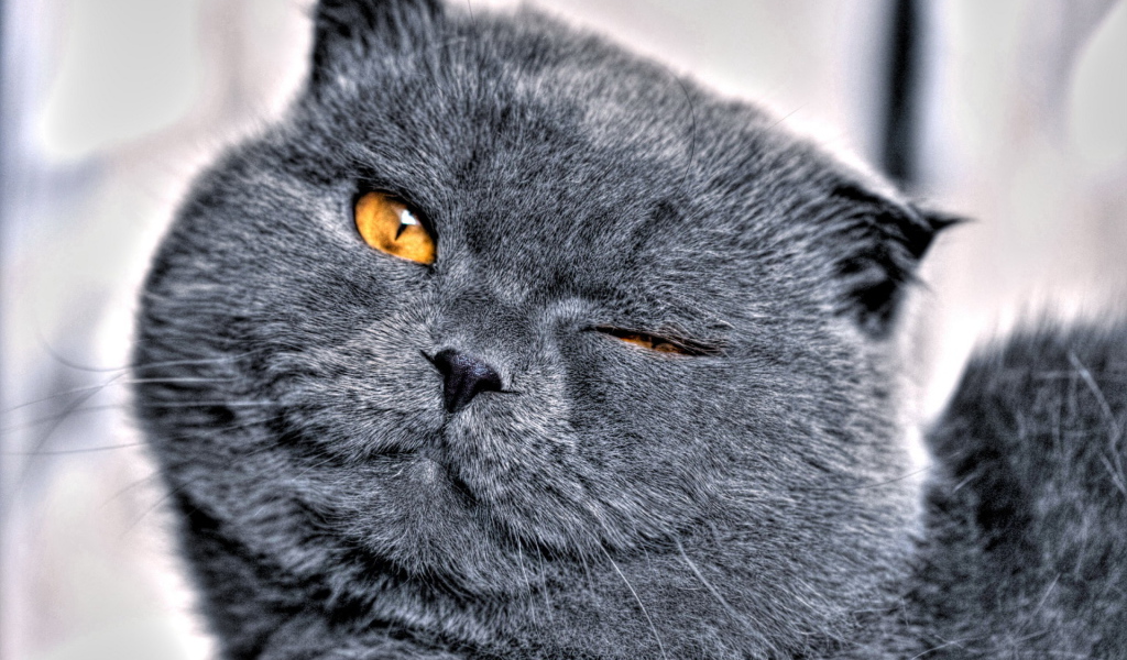 Кошачья мордашка