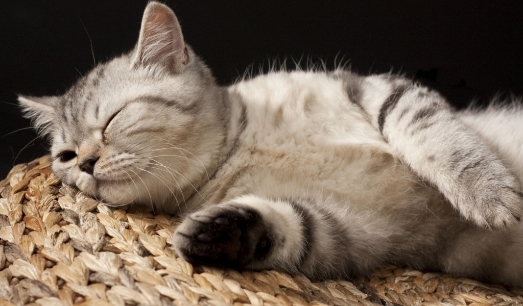 Кошка на корзине