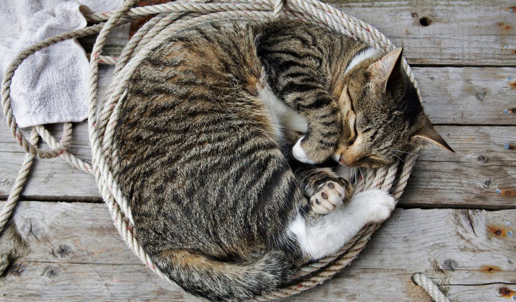 Кошка на веревке