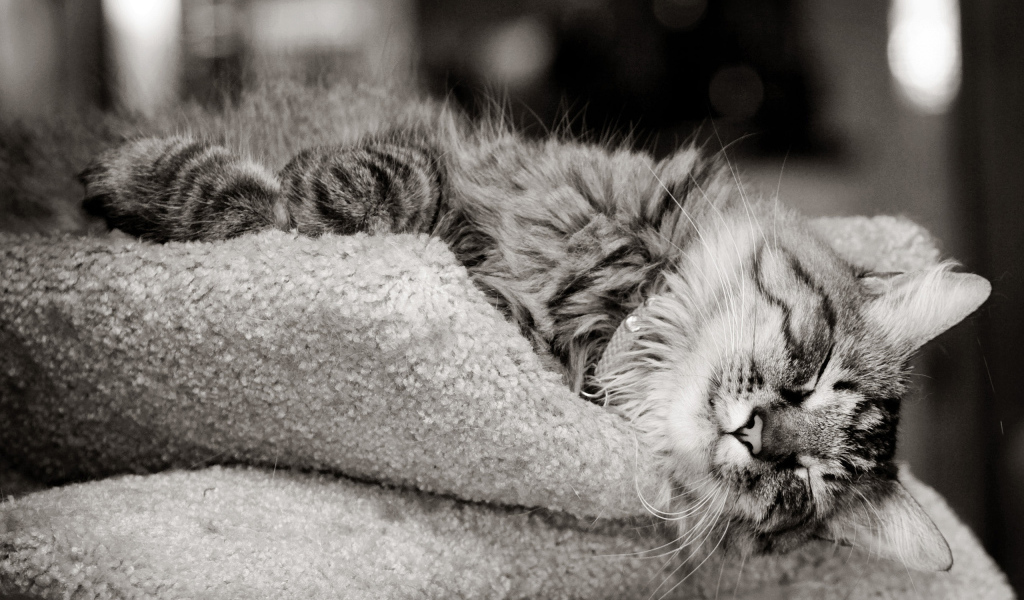 Кошка на шерстяной подушке