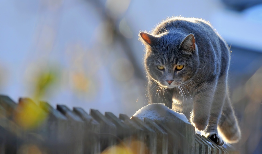 Кот на заборе