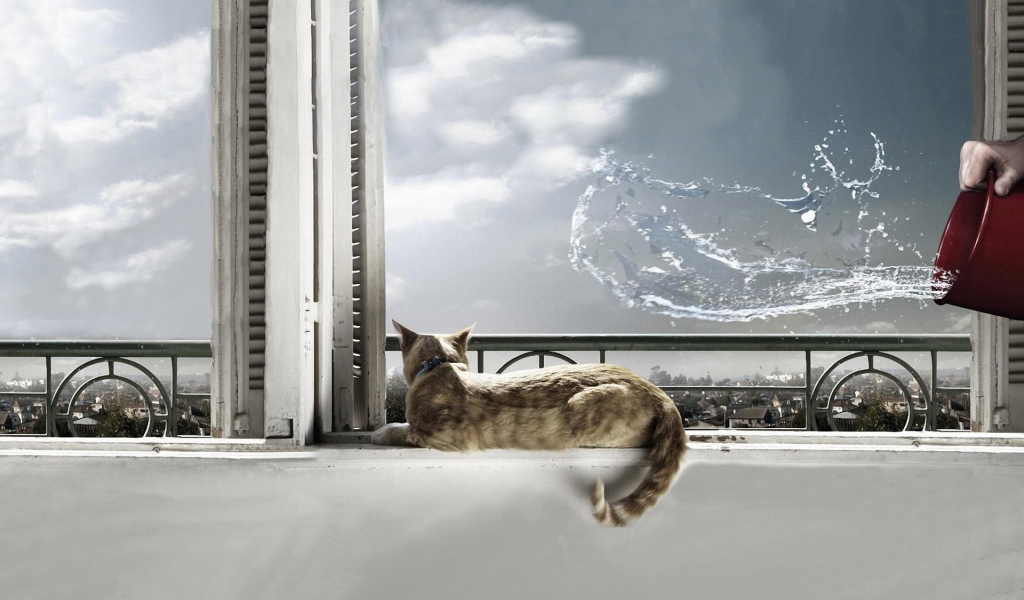 Кот на окне