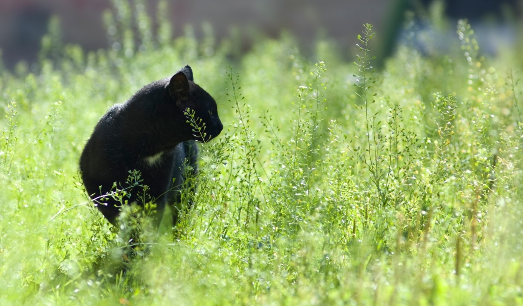 Кот на прогулке