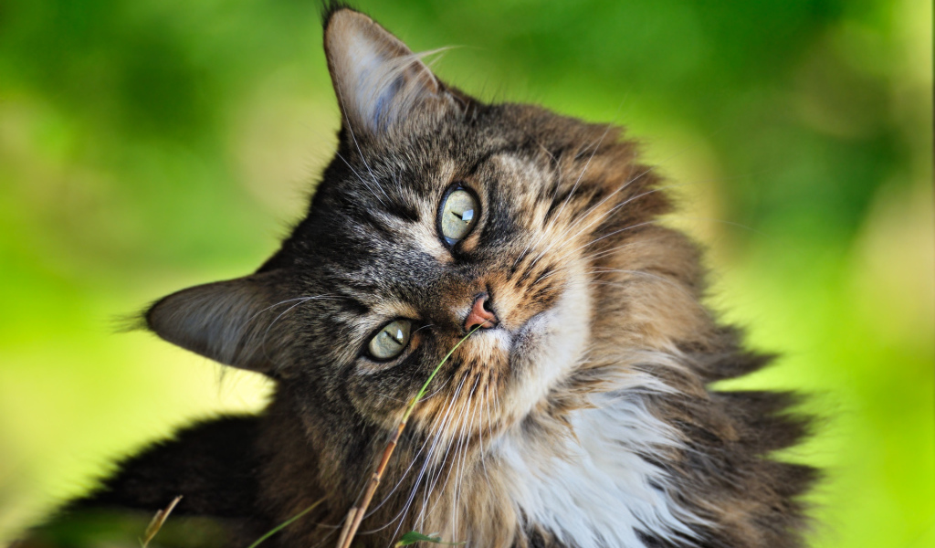 Кошачья мордашка