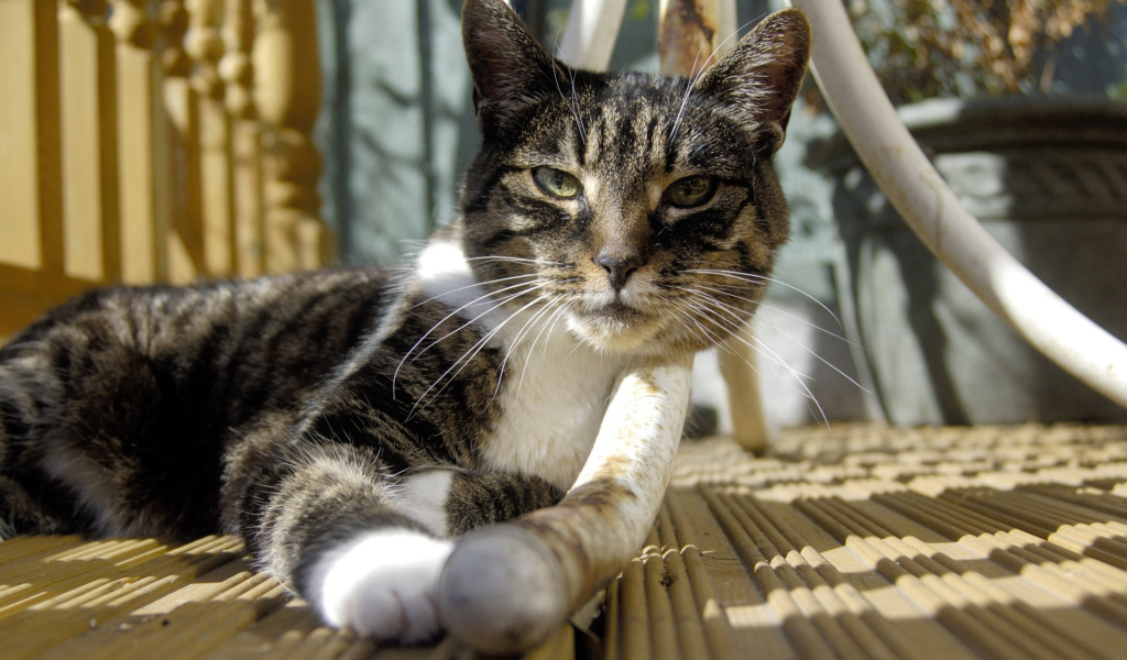 Кошка под столом