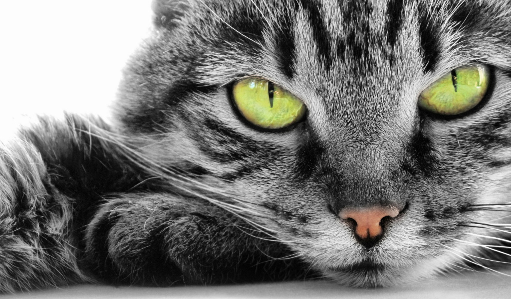 Кошка с зелеными глазами