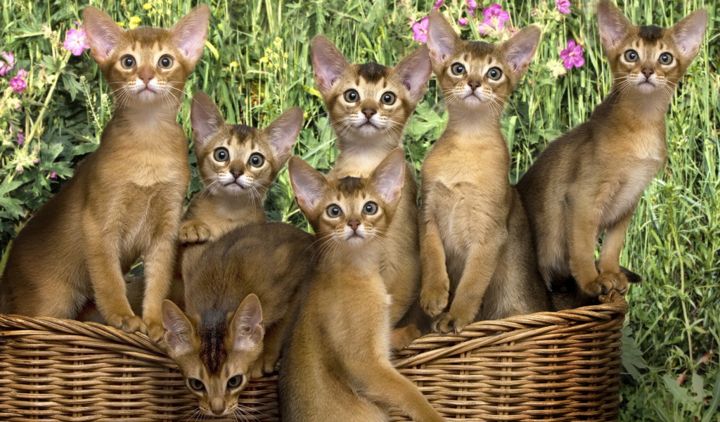 Кошки в корзинке