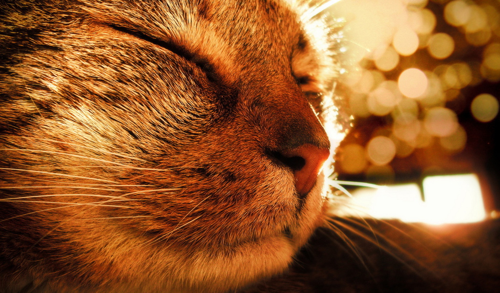 Довольная кошка