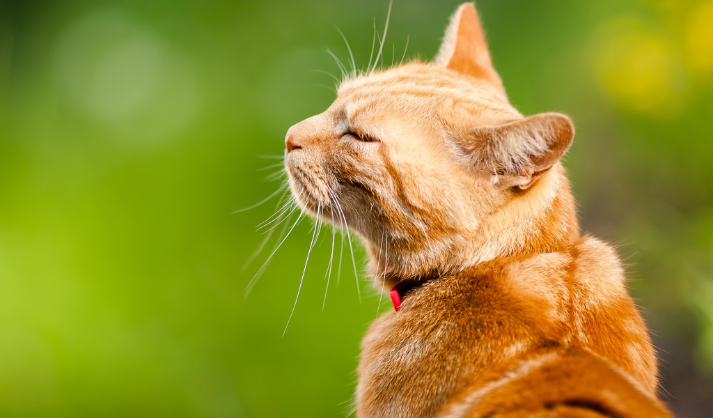 Довольный кот