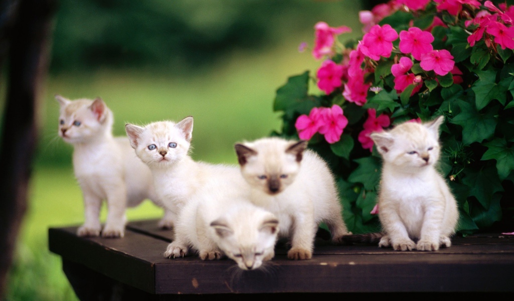 Пять сиамских котят