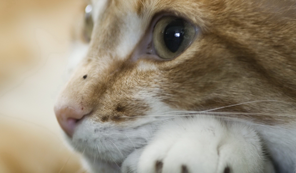 Рыжая кошка