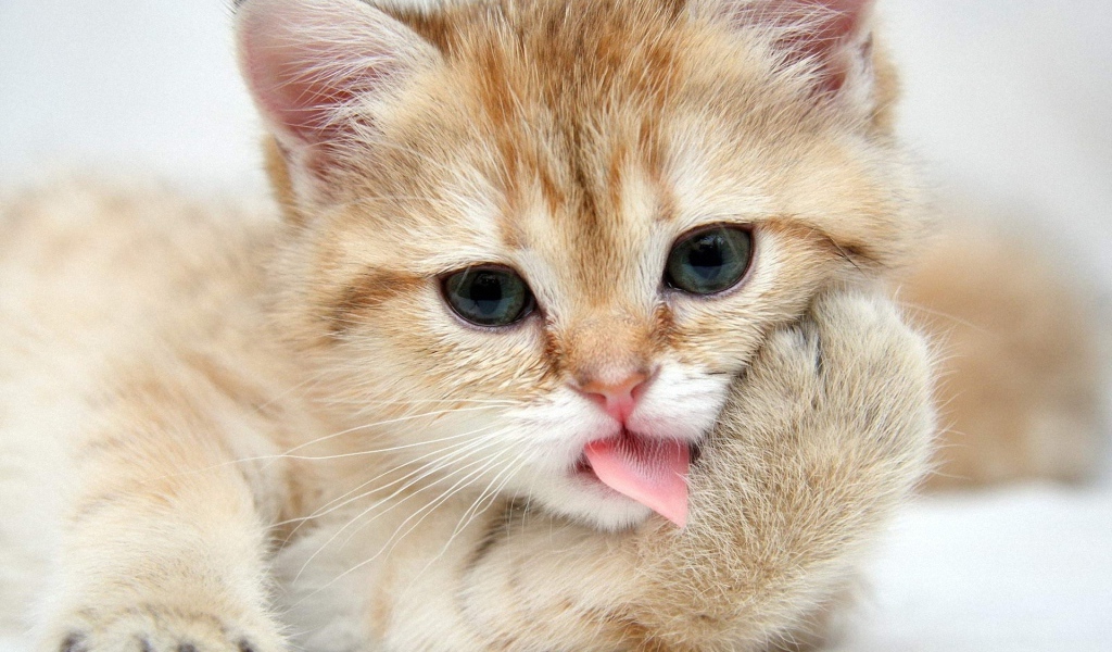 Рыжий котенок