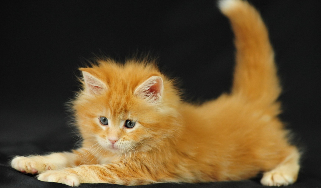 Рыжий котенок