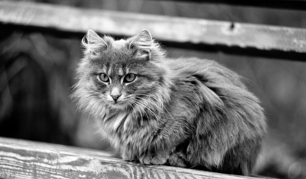 Серая кошечка