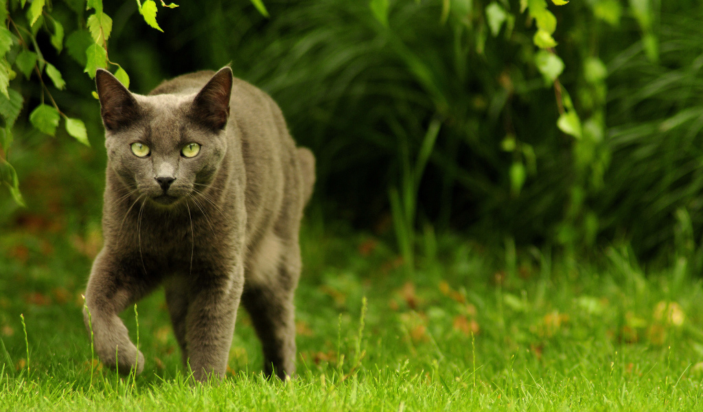 Зеленоглазый охотник
