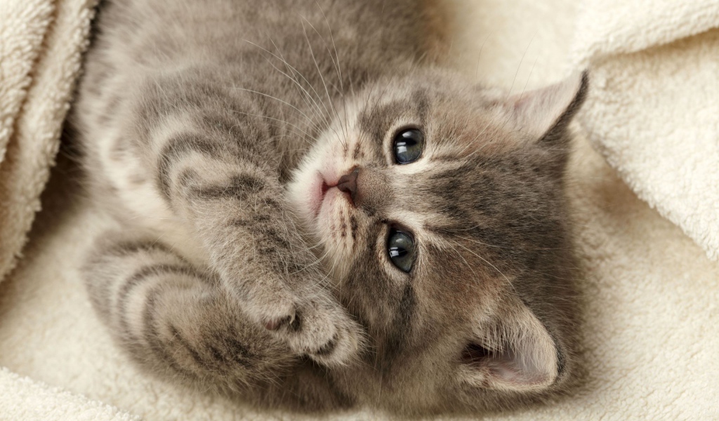 Серый котенок