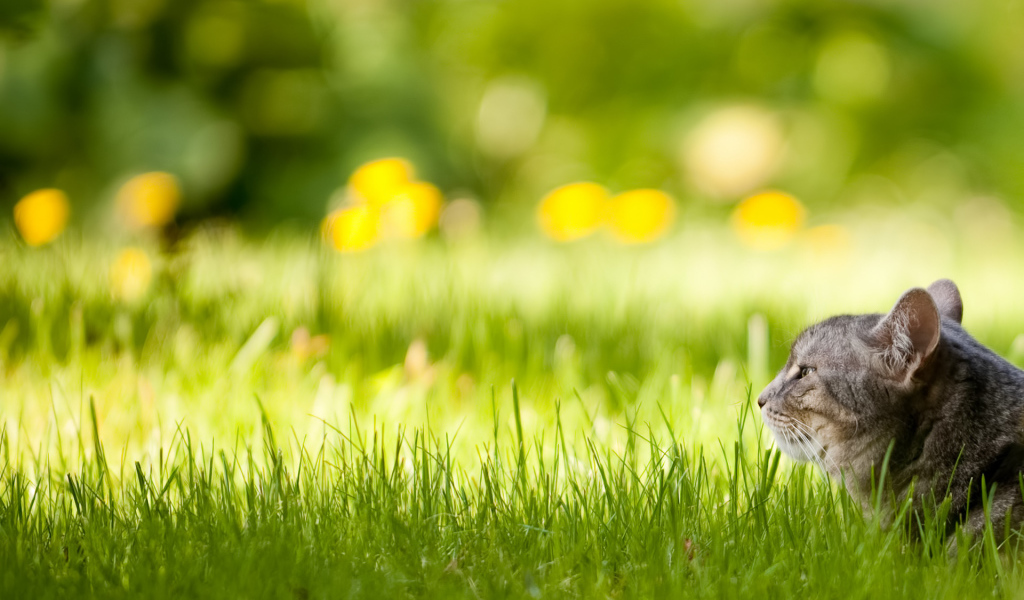 Спрятался в траве