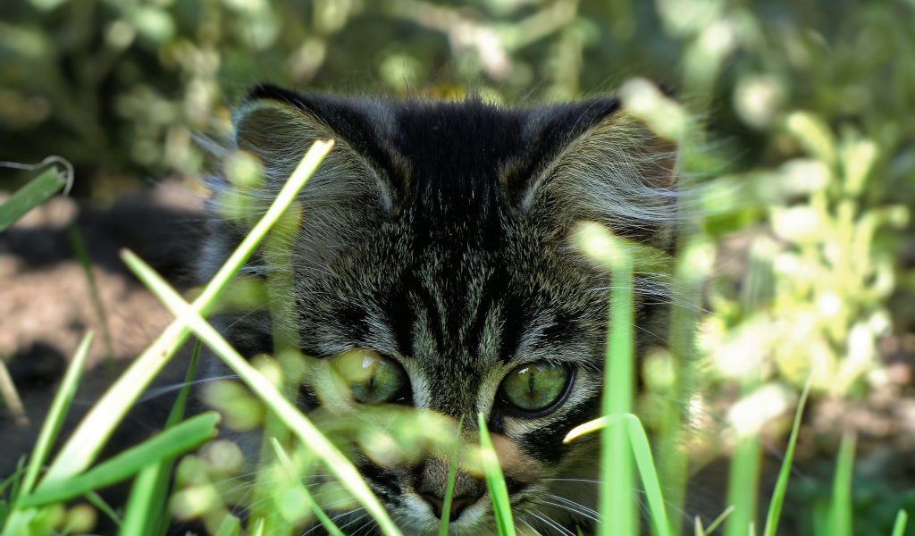 Вот это трава!