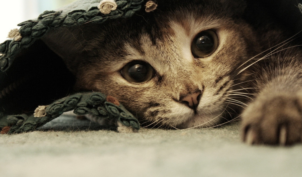 Спрятавшаяся кошка