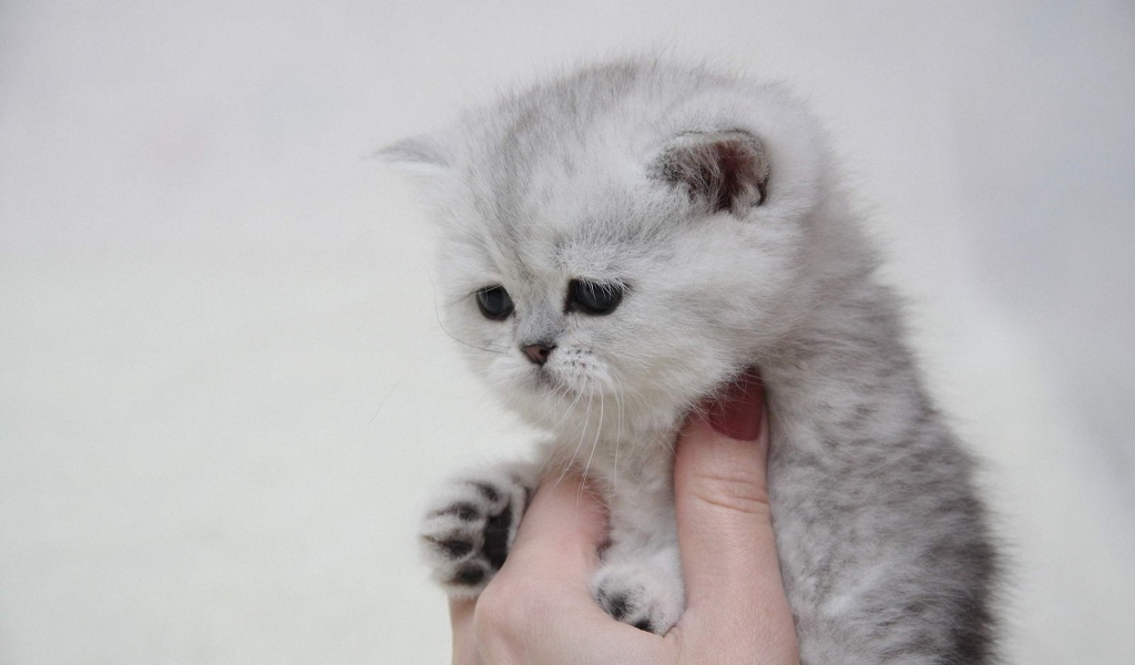 Котенок в руке