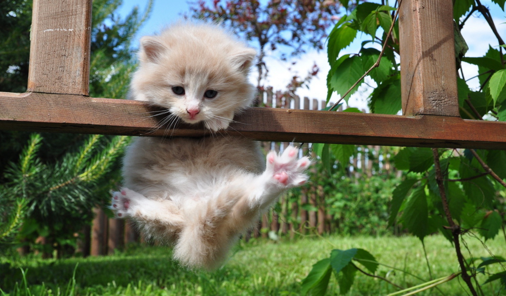 Котенок на заборе