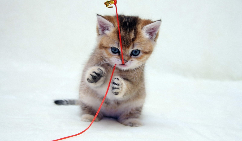 Играющий котенок