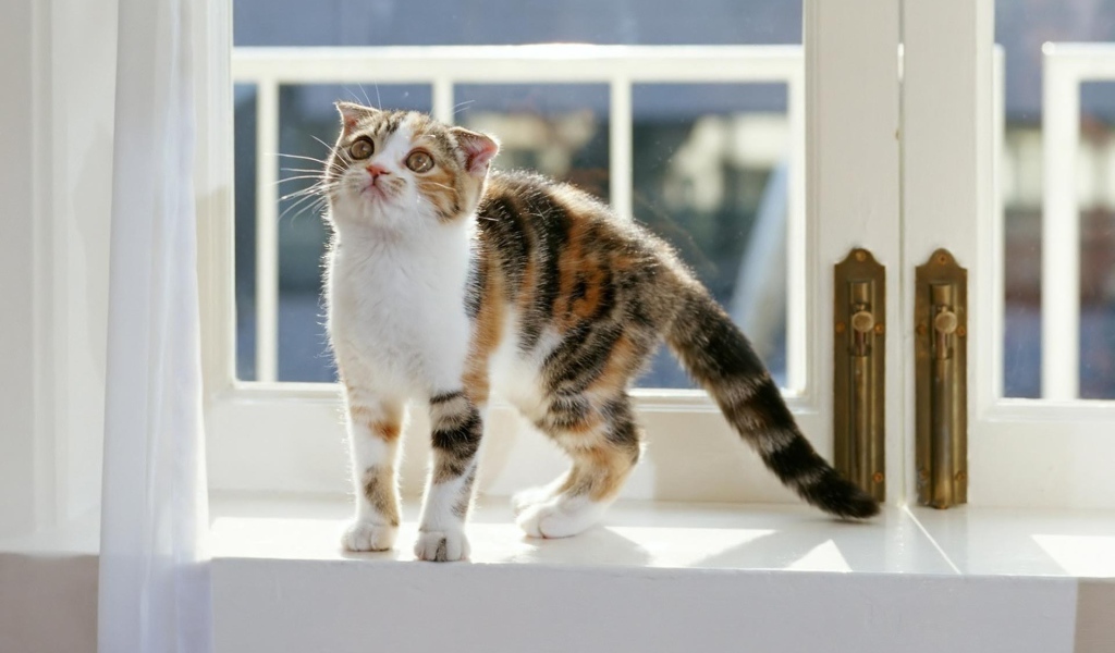 Котенок на окне