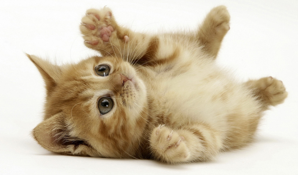 Маленький котенок