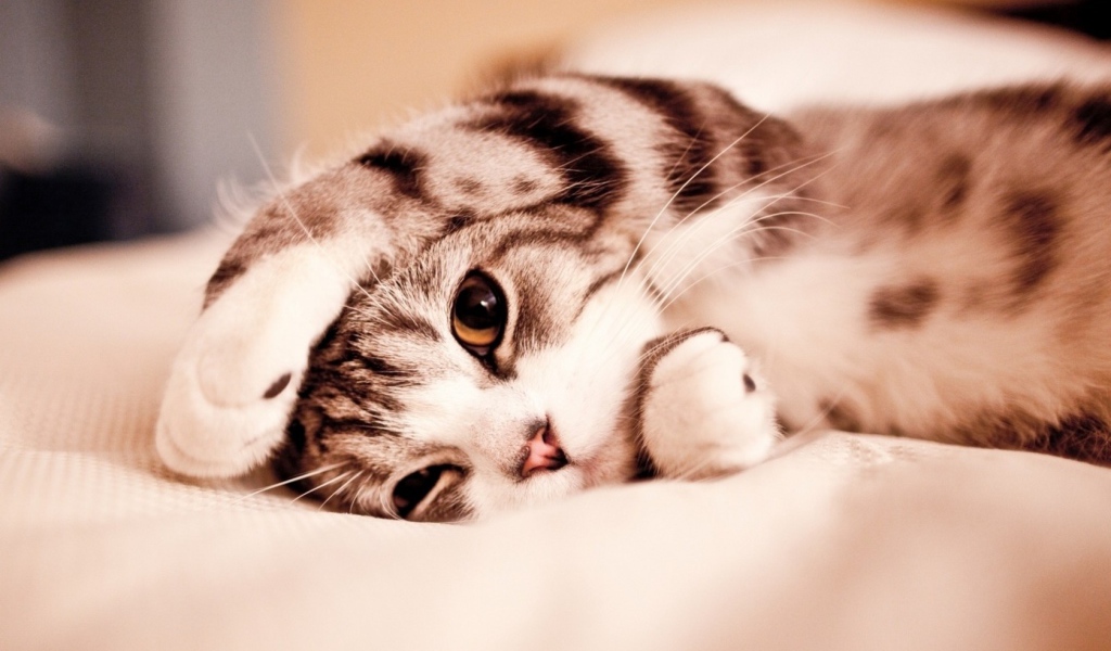 Маленький котенок