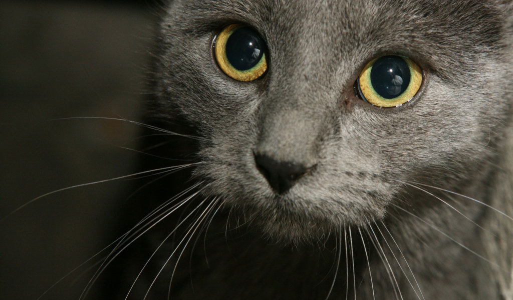 Усатая мордашка