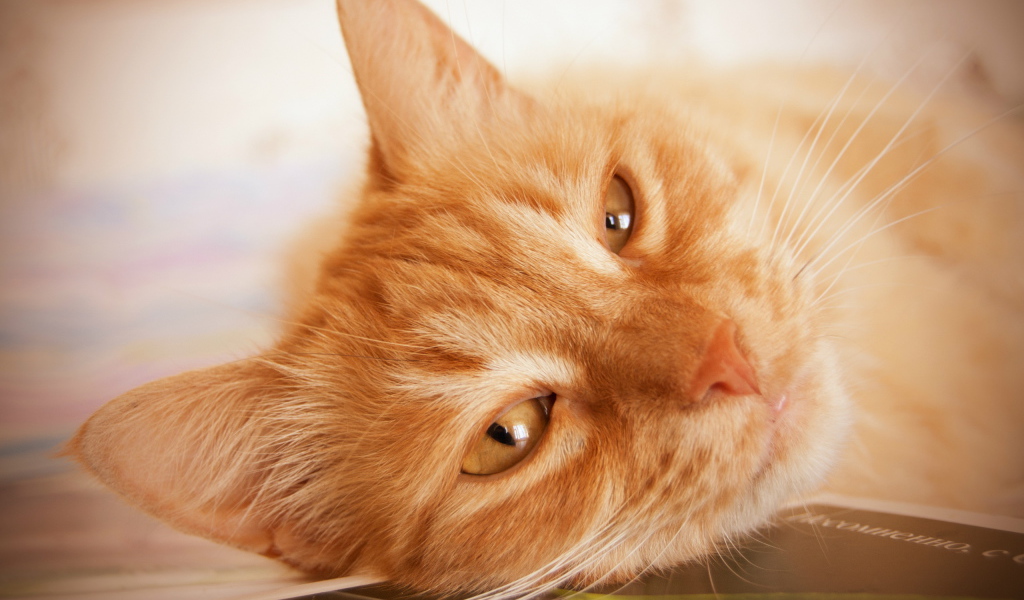 Рыжий кот