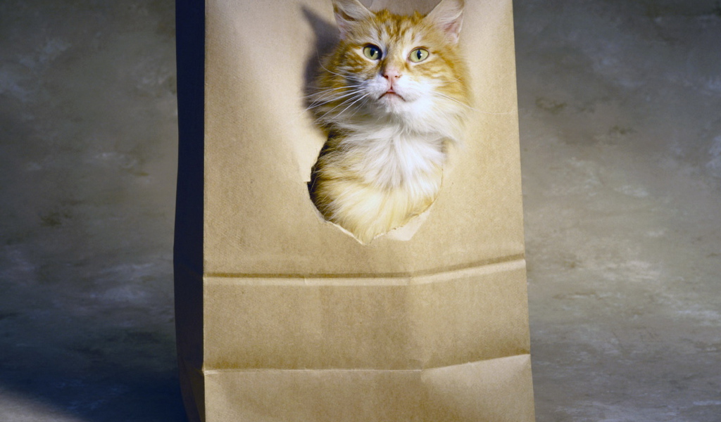 Рыжий кот в пакете