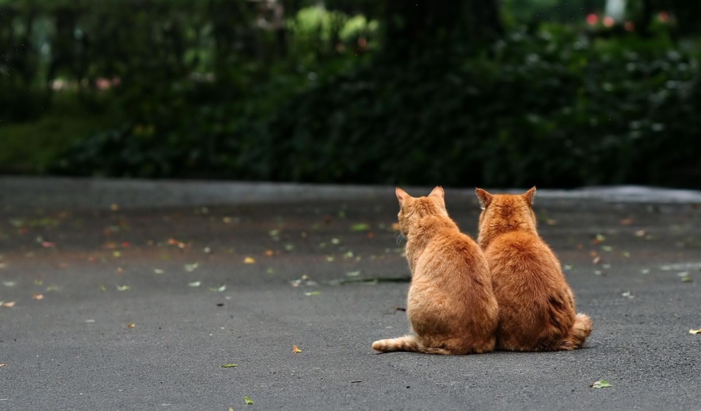 Рыжие братья