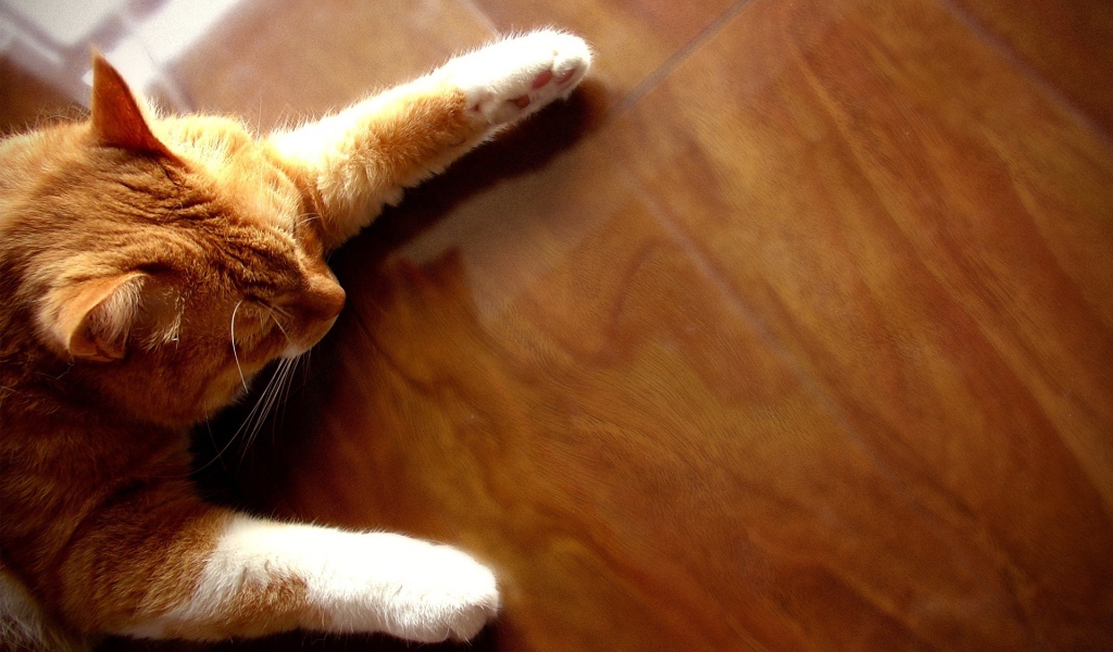 Рыжий кот на полу