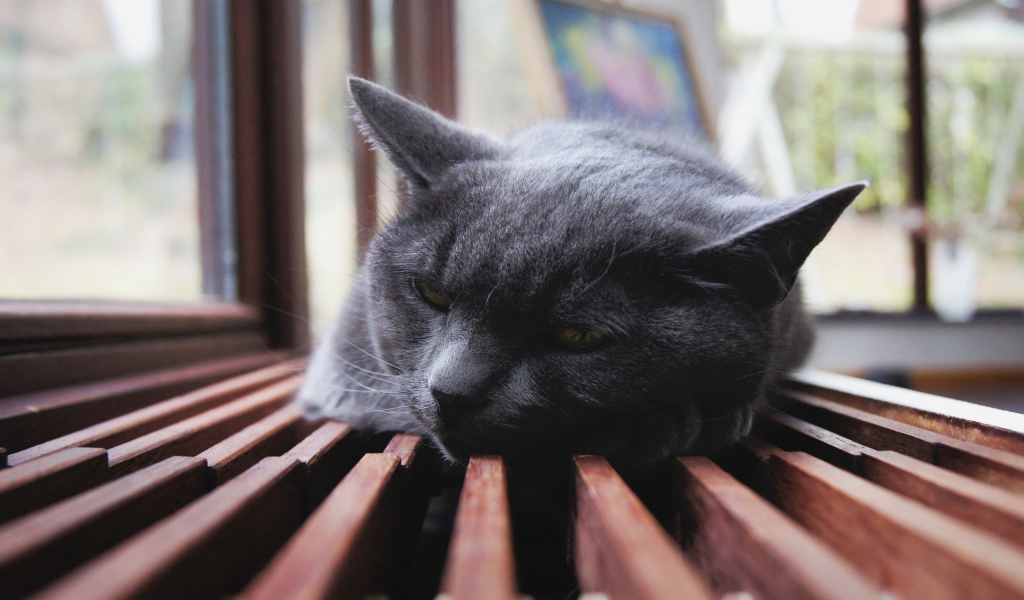 Отдыхающий кот