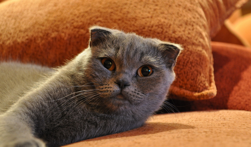 Шотландский фолд