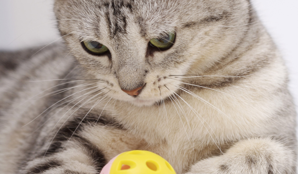 Прямоухий Скоттиш Страйт