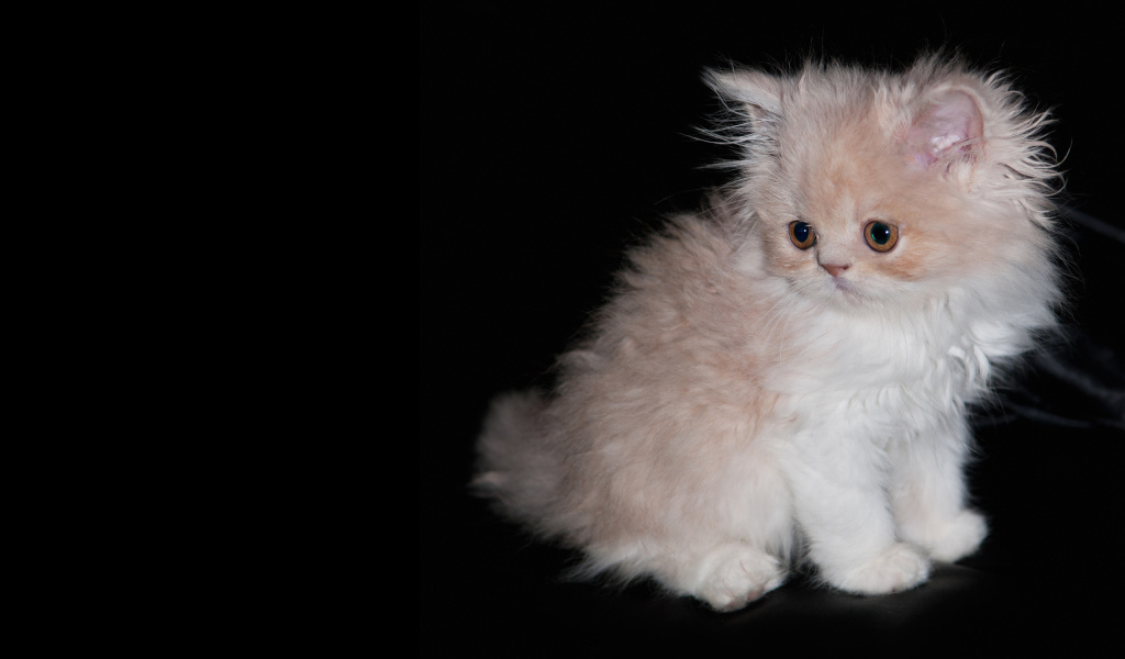 Лохматый котенок